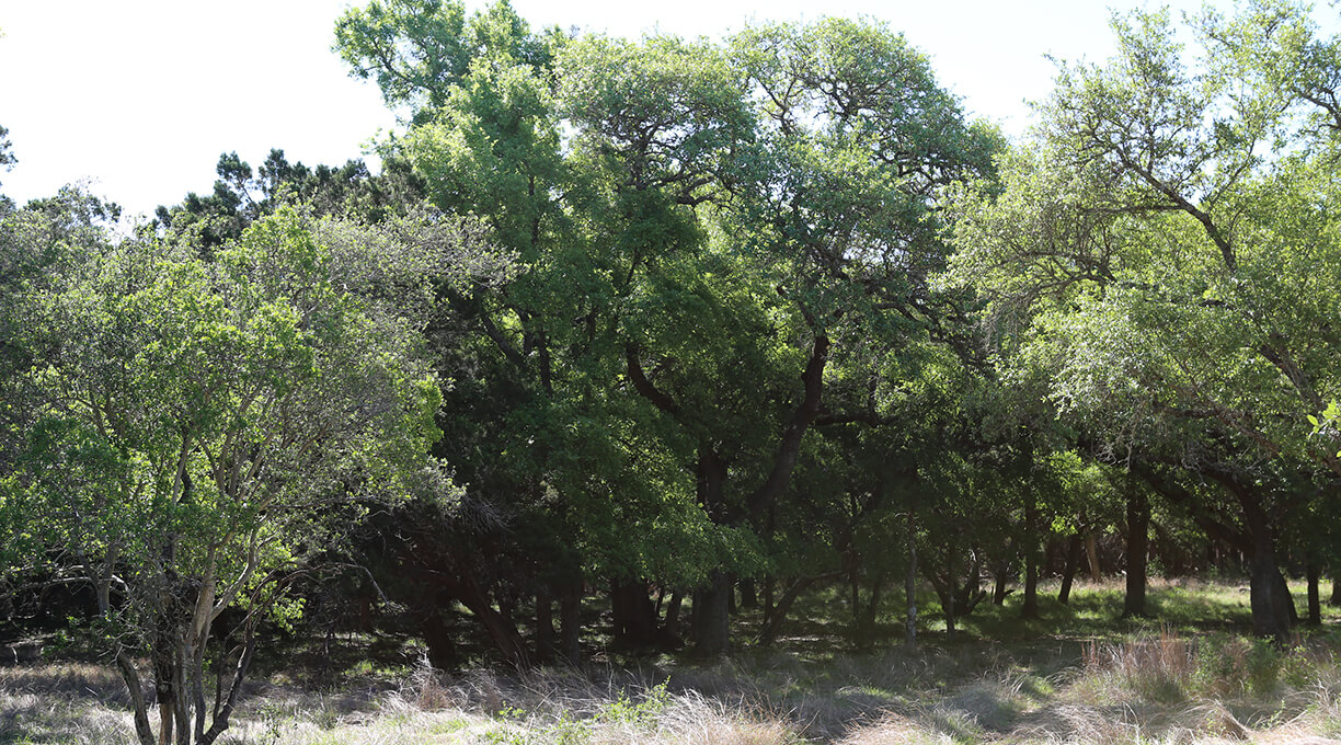 Escondida Ranch Wimberley