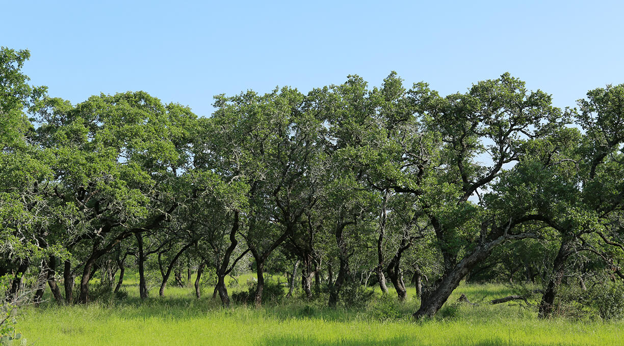 Escondida Ranch Wimberley