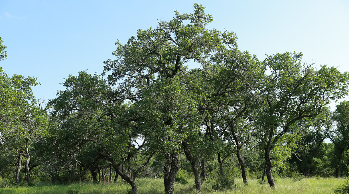 Escondida Ranch Wimberley