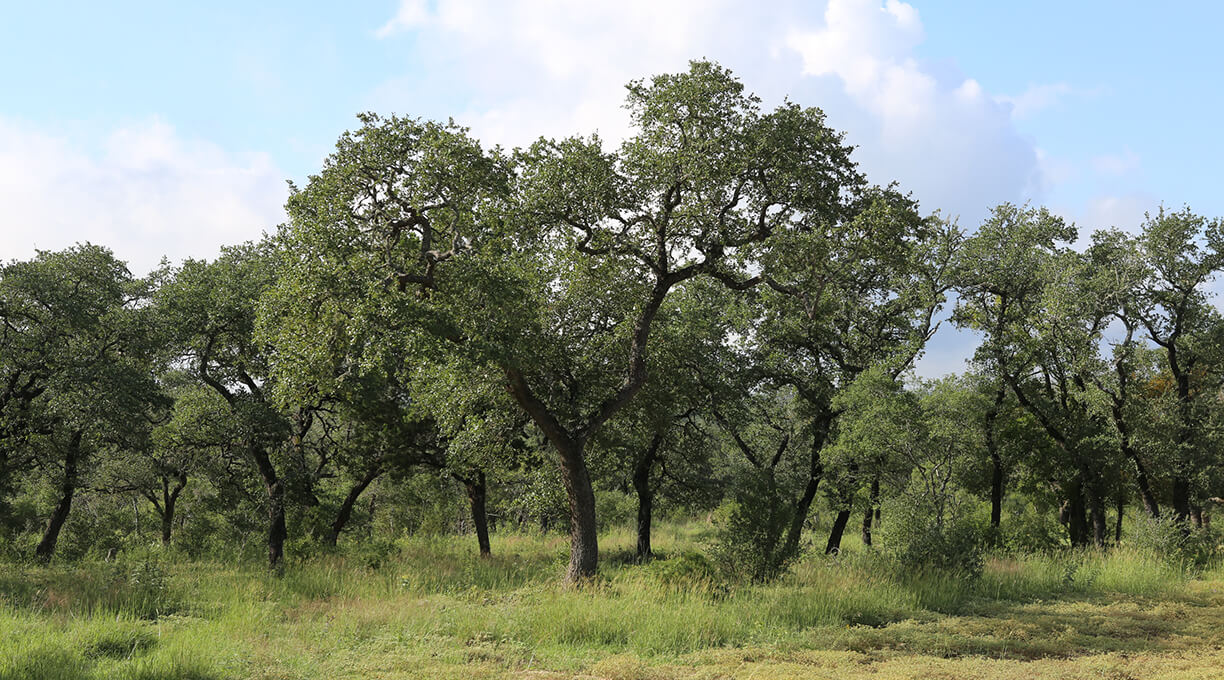 Escondida Ranch Wimberley
