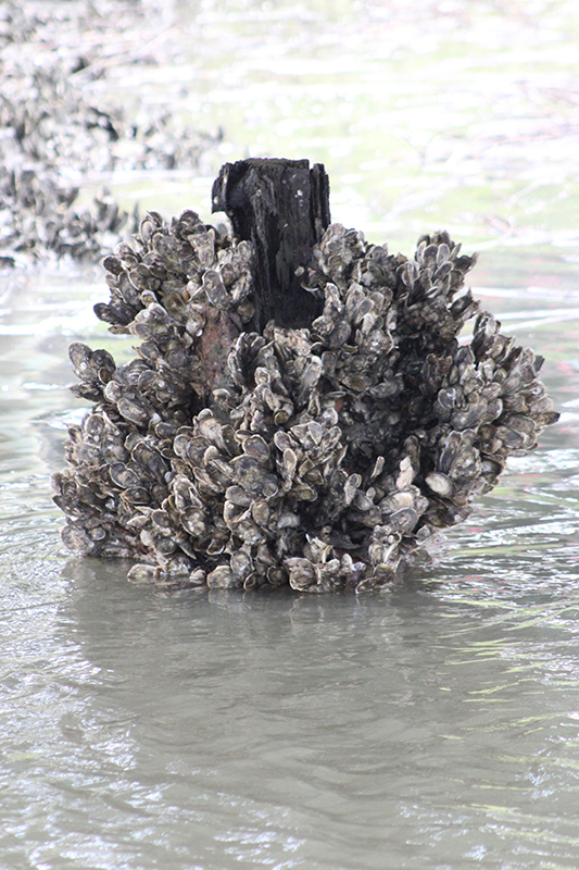 Lowcountry Oysters Hilton Head, SC