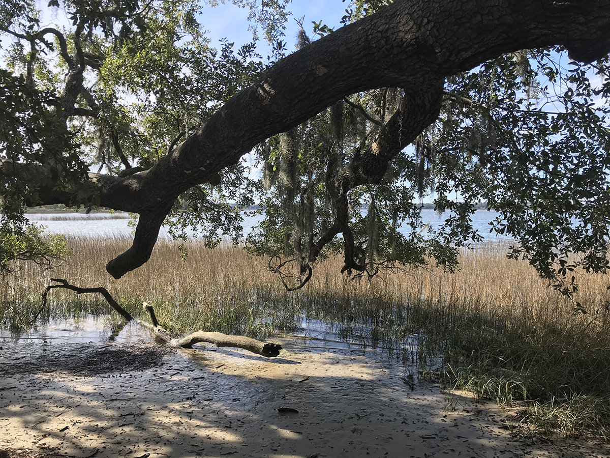 Visit the Pinckney Island Hilton Head, SC