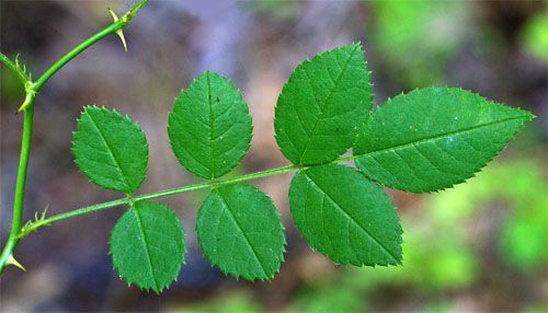 Compound Leaves