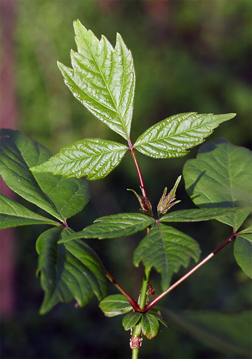 Morin blog box elder