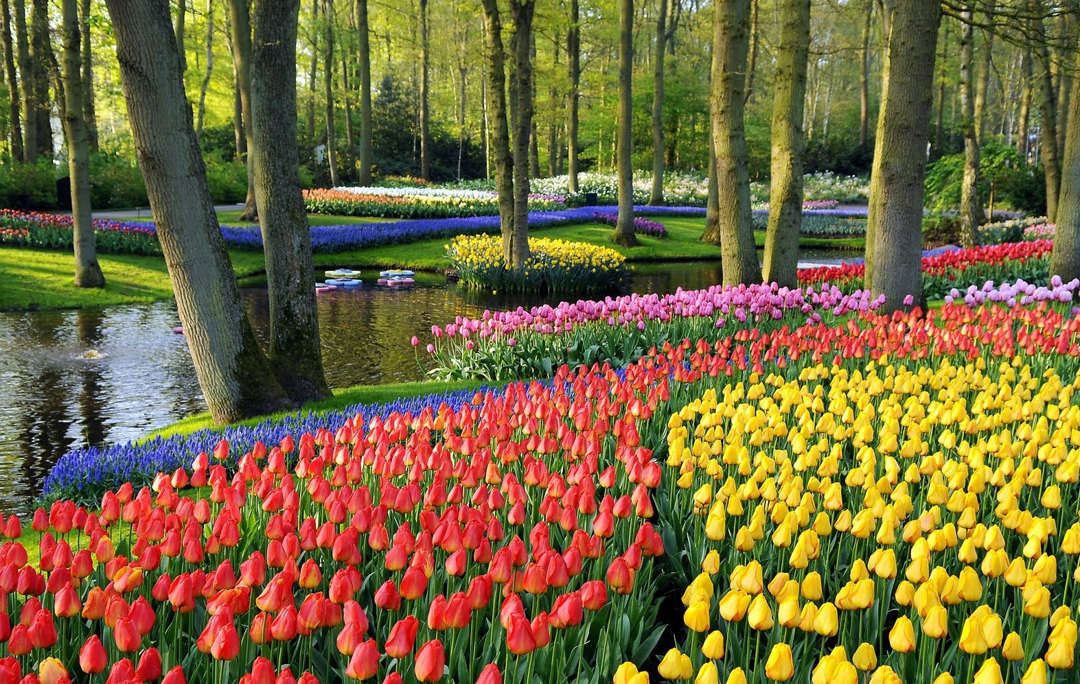 Dharamshala To Get India’s Second Tulip Garden Himalayan Buzz