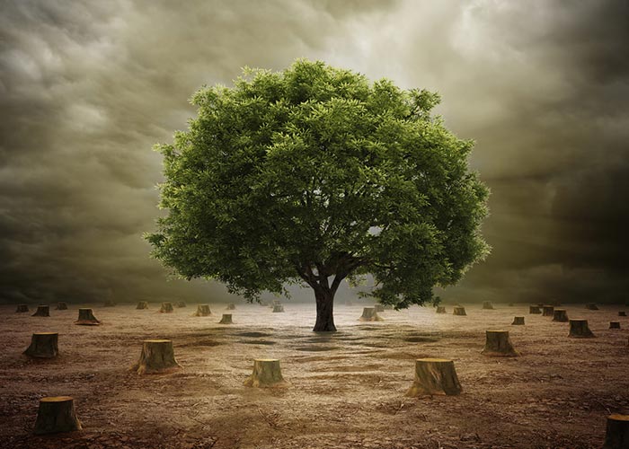 पेड़ बचाओ पर निबंध Save Trees Essay in Hindi Ped Bachao par Nibandh