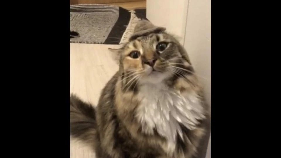 You won’t believe what this furry feline’s hat is made out of. Watch