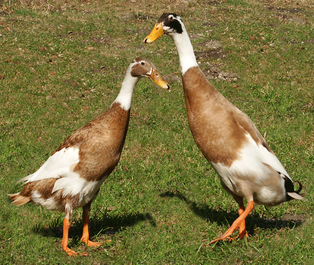 Duck Breed Decisions Hip Chick Digs