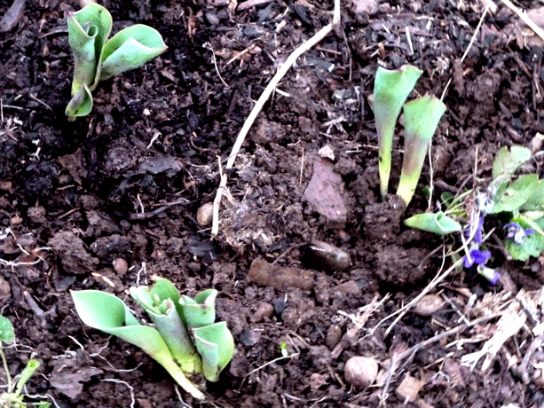 Dividing Bulbs Hip Chick Digs