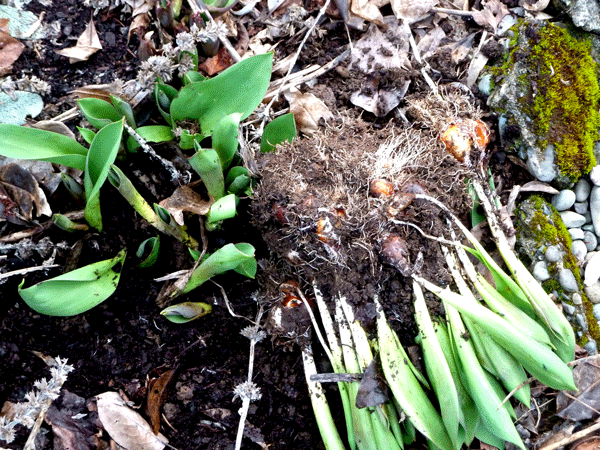 Dividing Bulbs Hip Chick Digs