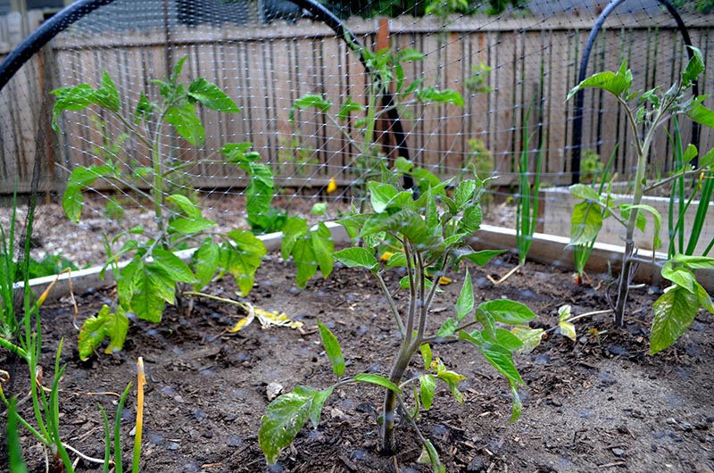 Planting Tomatoes Outside Hip Chick Digs
