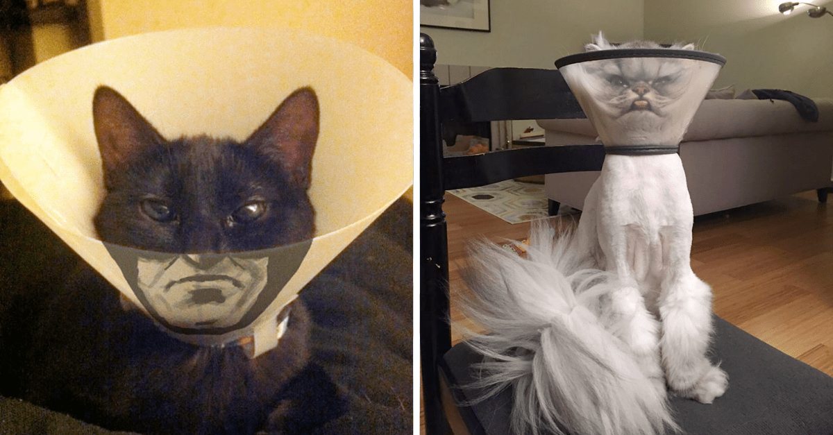20 Cats Who Hate The Cone Of Shame & Their Reaction Says It All