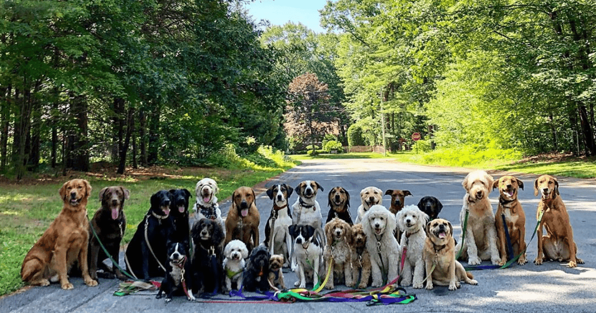 New York Dog Walker Takes Adorable Group Photos Of His Clients Every Day