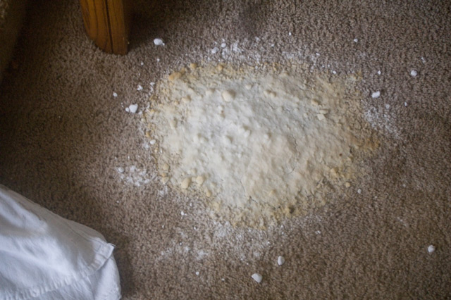 How to remove pet stains from carpet HireRush Blog