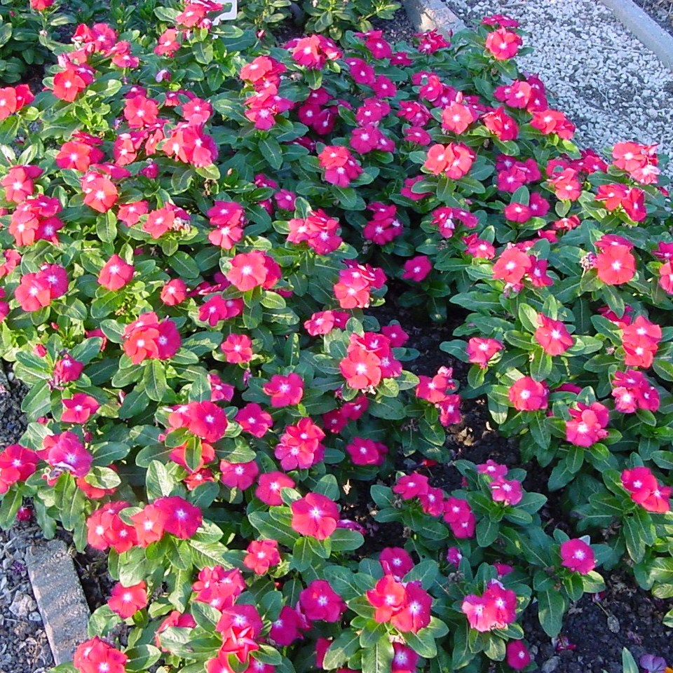 Vinca 'Pacifica' Series