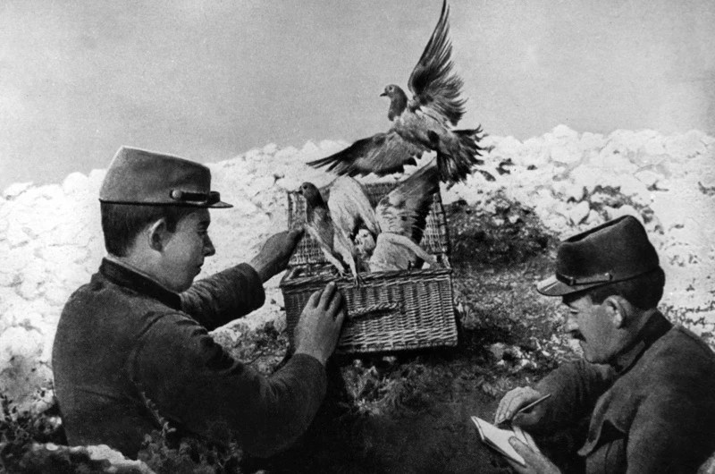 How Carrier Pigeons Work The History and Science Behind These Amazing