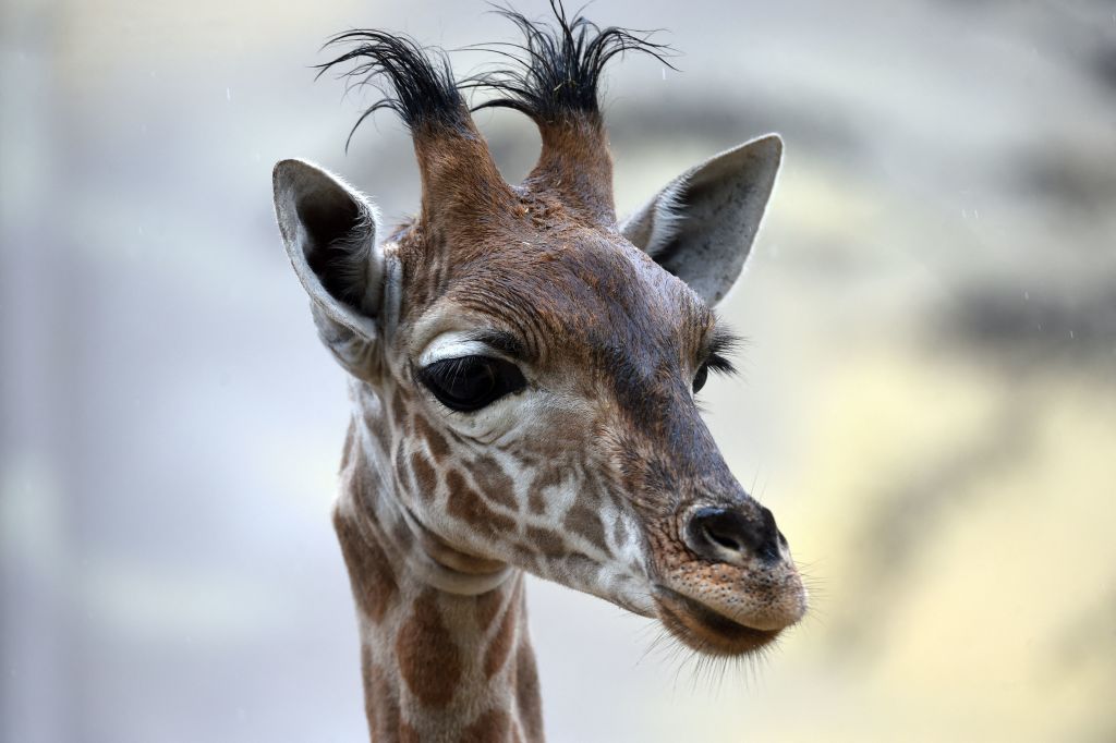 WATCH Giraffe lifting boy while feeding video “How is the leaf so