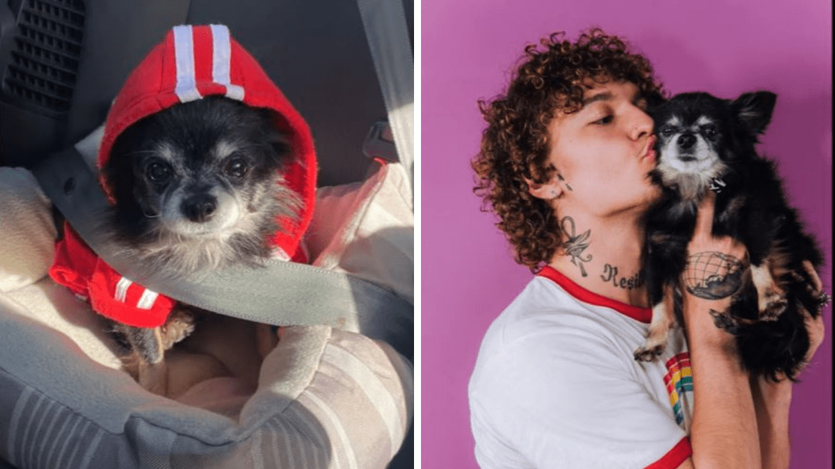 How did Pudgy from TikTok die? Fans mourn beloved dogs death