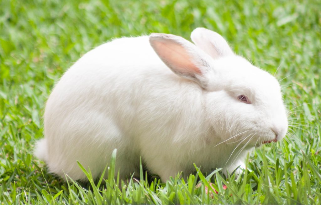 Why do people say Rabbit, Rabbit on the 1st of September?
