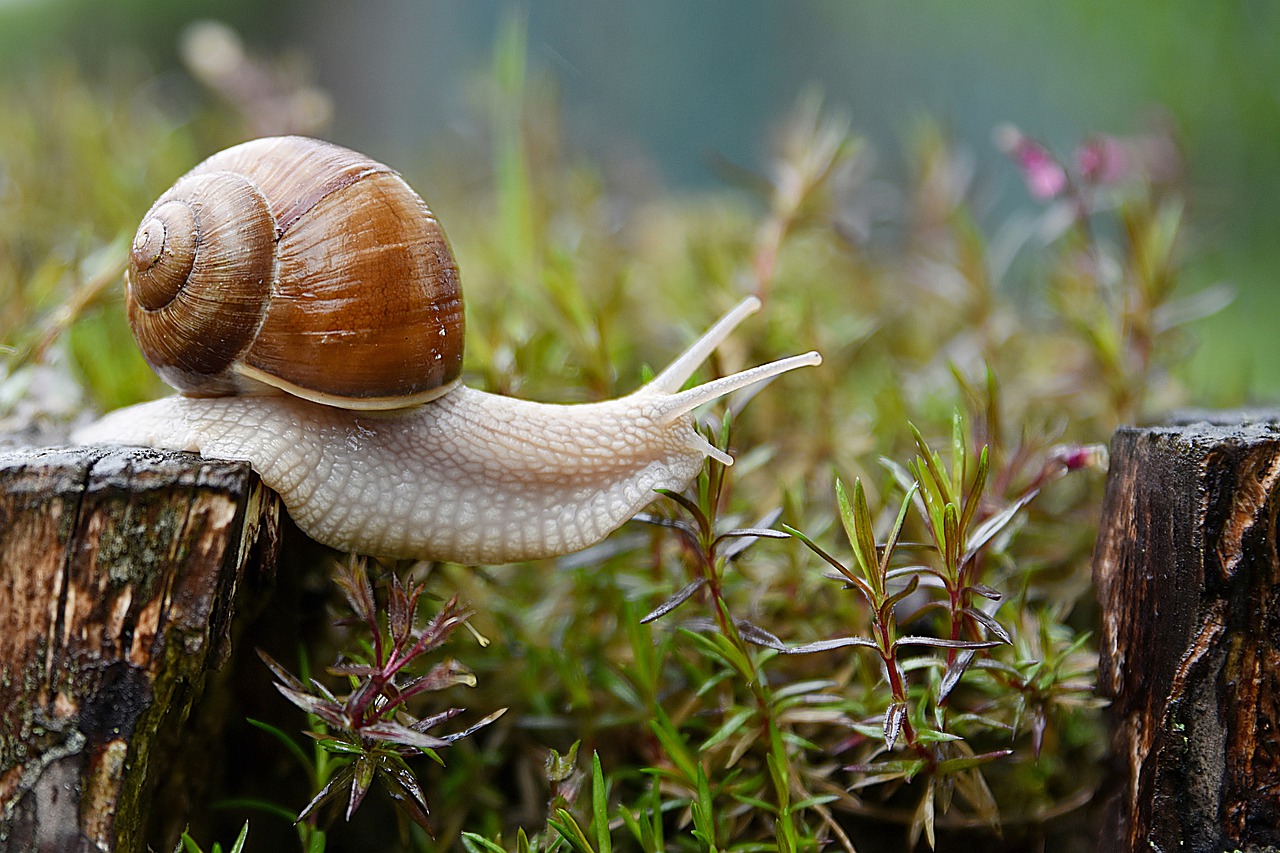 Meaning of the ‘Immortal Snail’ Meme and surprising 2014 roots