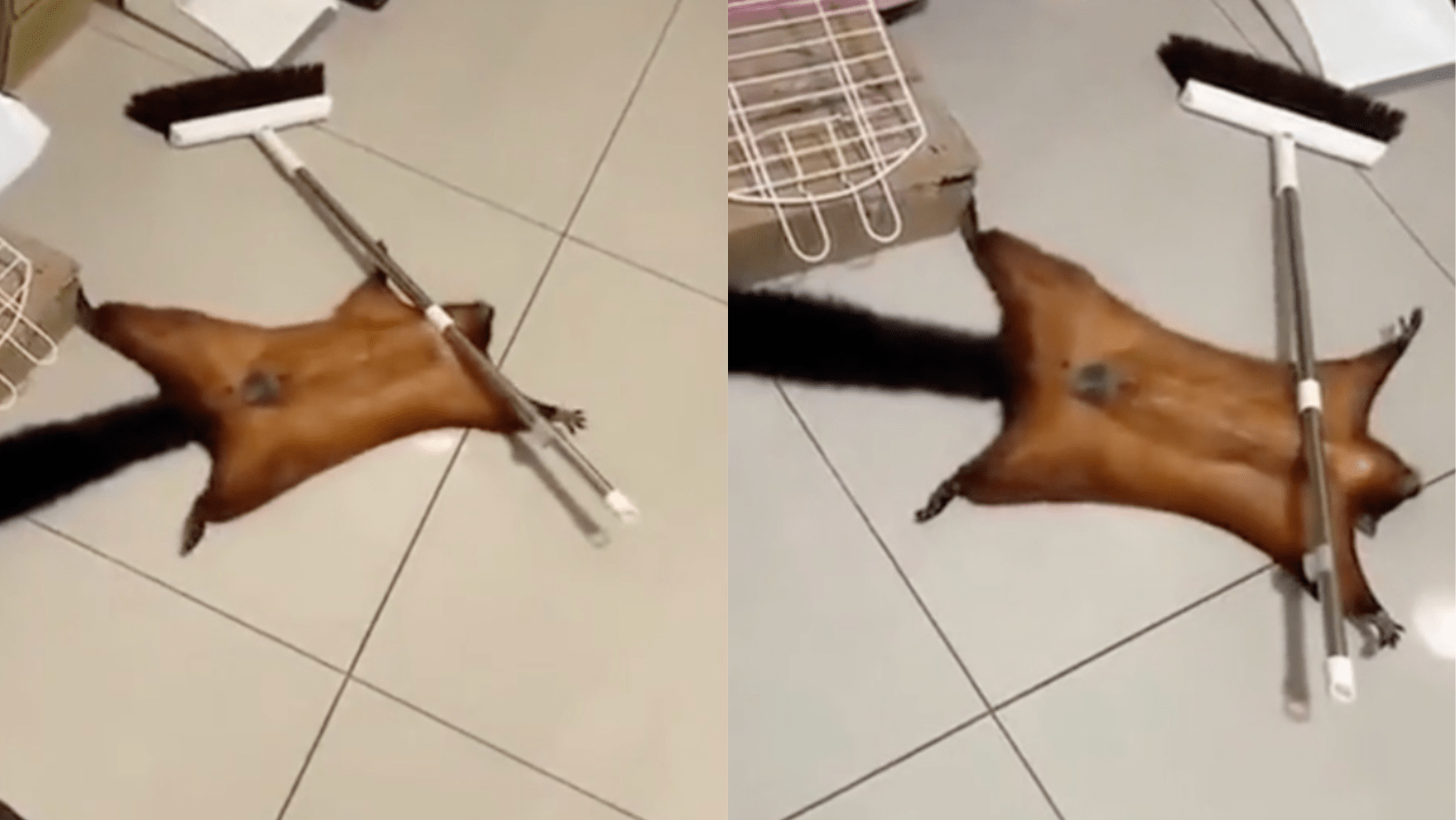 Flying squirrel stages death in hilarious viral video