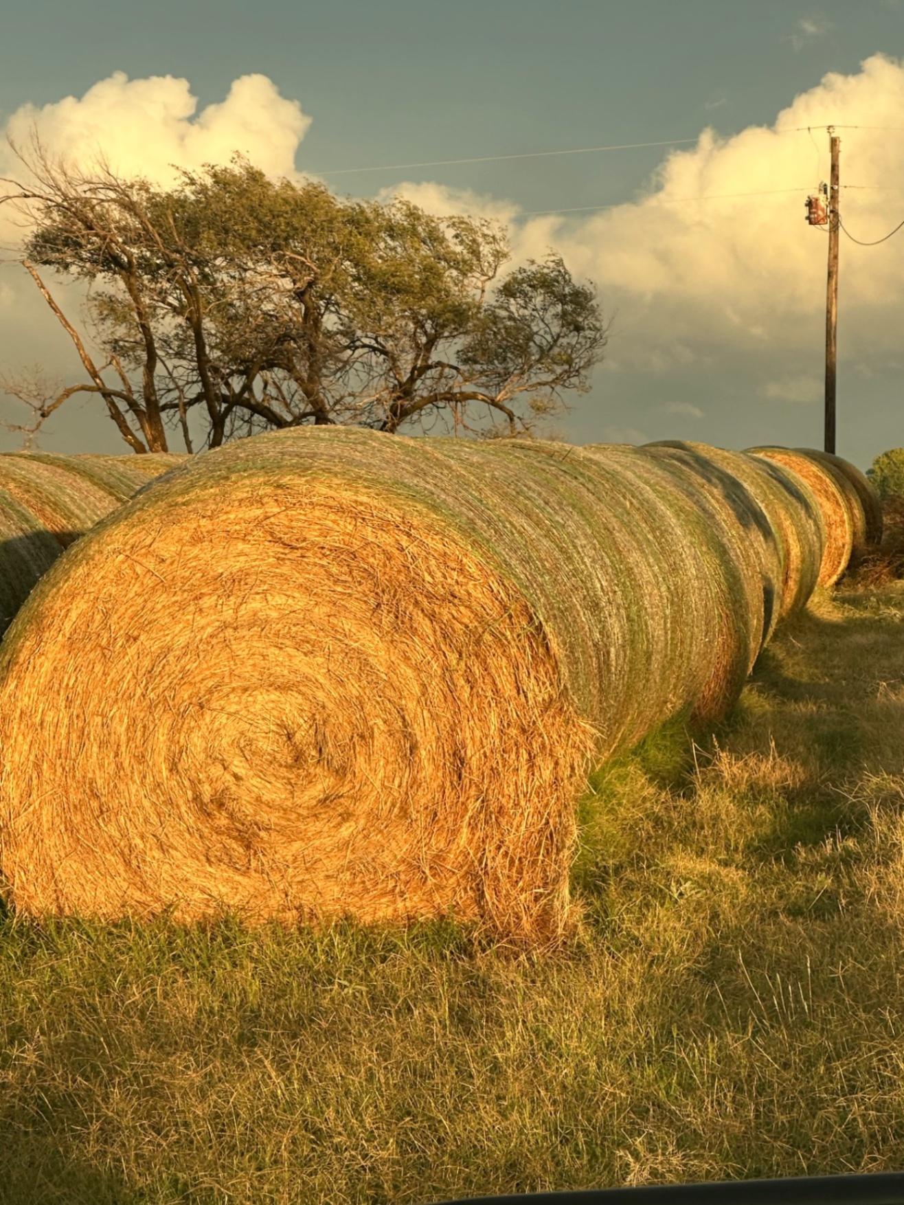 Large Round Bermuda Bales for sale Wakita, OK