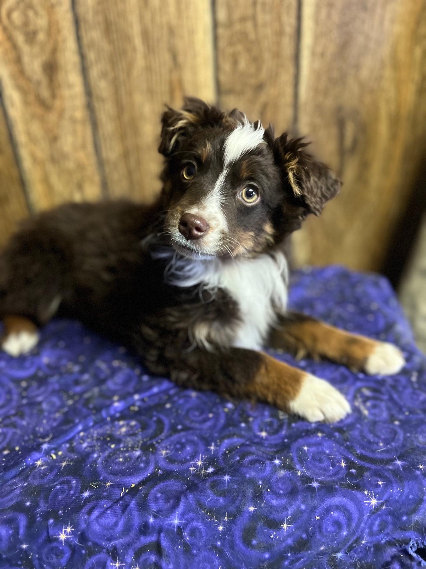 4 Month Old Purebred Australian Shepherd Puppies Herding for sale