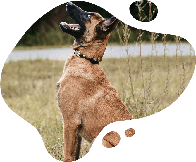 Dog Training in Fort Myers, FL Best Trainers Near Me