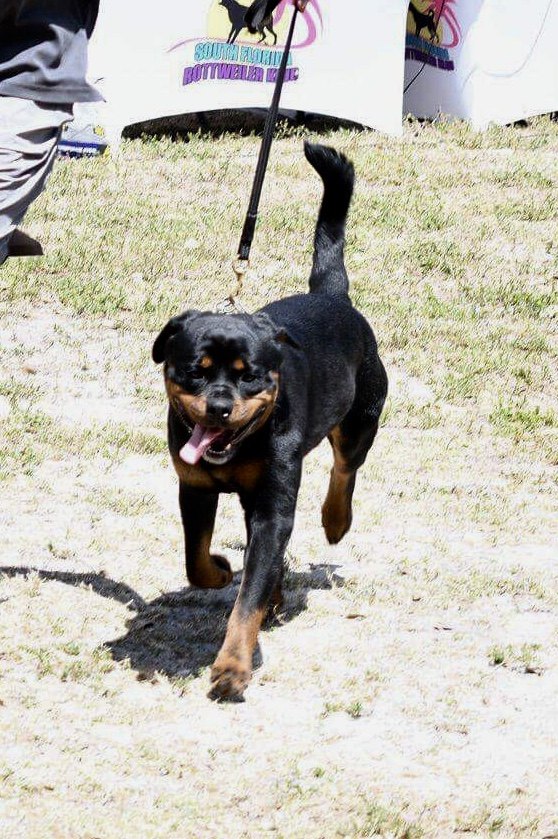 Hartenkern's Storm von der Moscono Ranch (Storm)