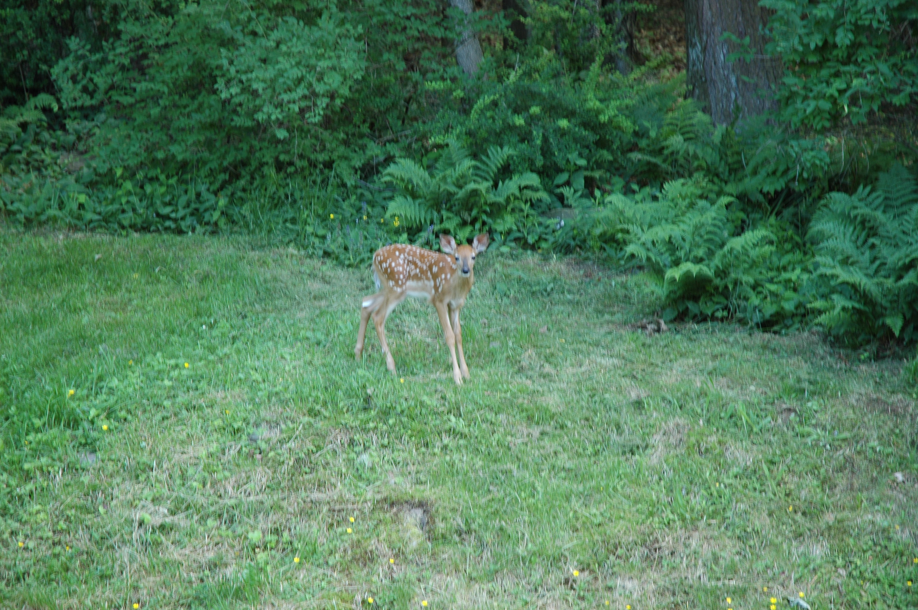to the Harveys Lake Protective Association