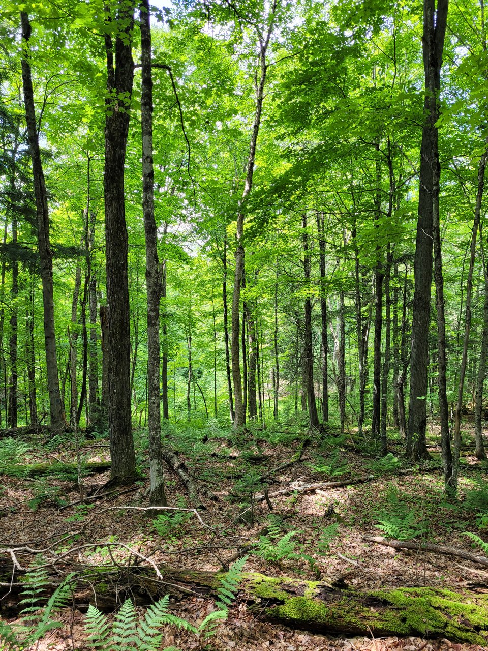 Hlrbo Hunting Lease 40 Acres In Gogebic Countymi