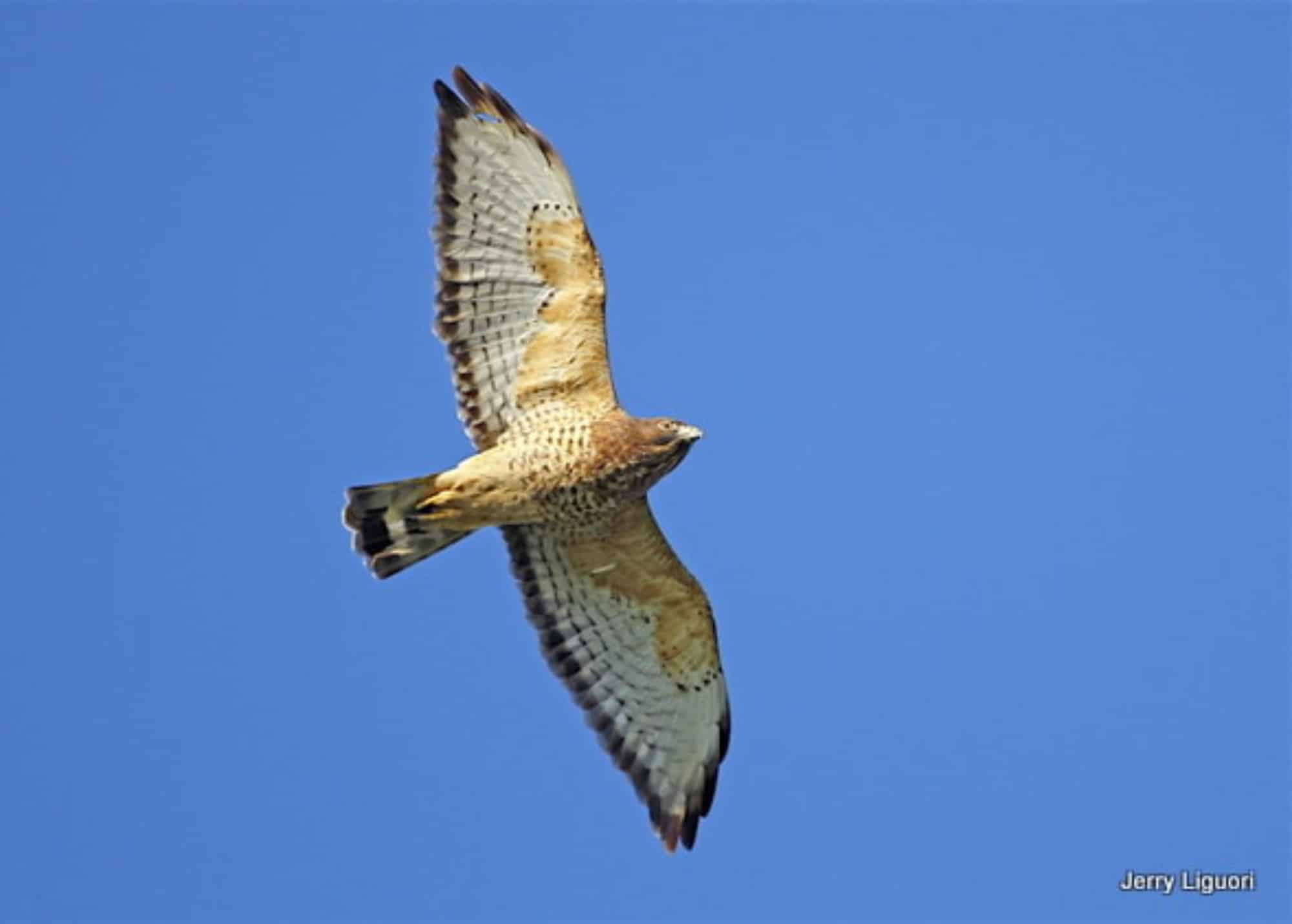 Illinois’ Three Successful All Volunteer Hawkwatches HMANA
