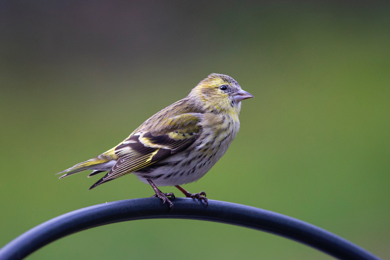 Herts Bird Club 2021SiskinWelwynGardenCityHLewis15Feb