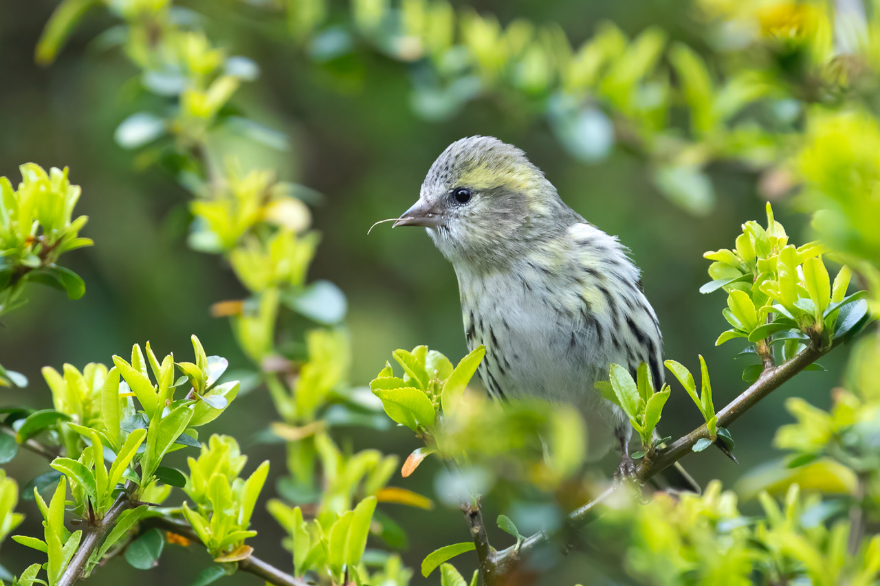 Herts Bird Club 2021SiskinWelwynGardenCityeHLewis7Apr