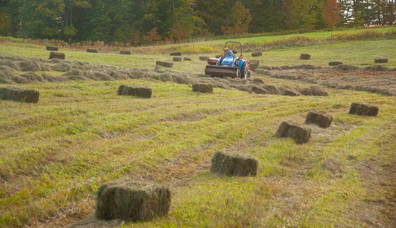 Should You Drop Small Square Hay Bales In The Field Hobby Farms
