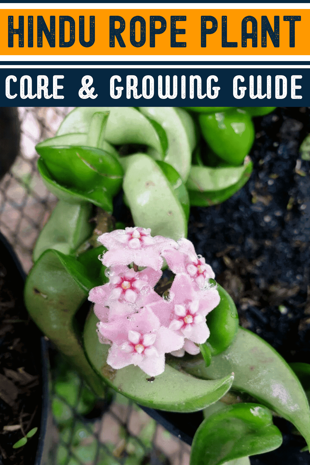 Hindu Rope Plant Care & Growing Guide Hobby Plants
