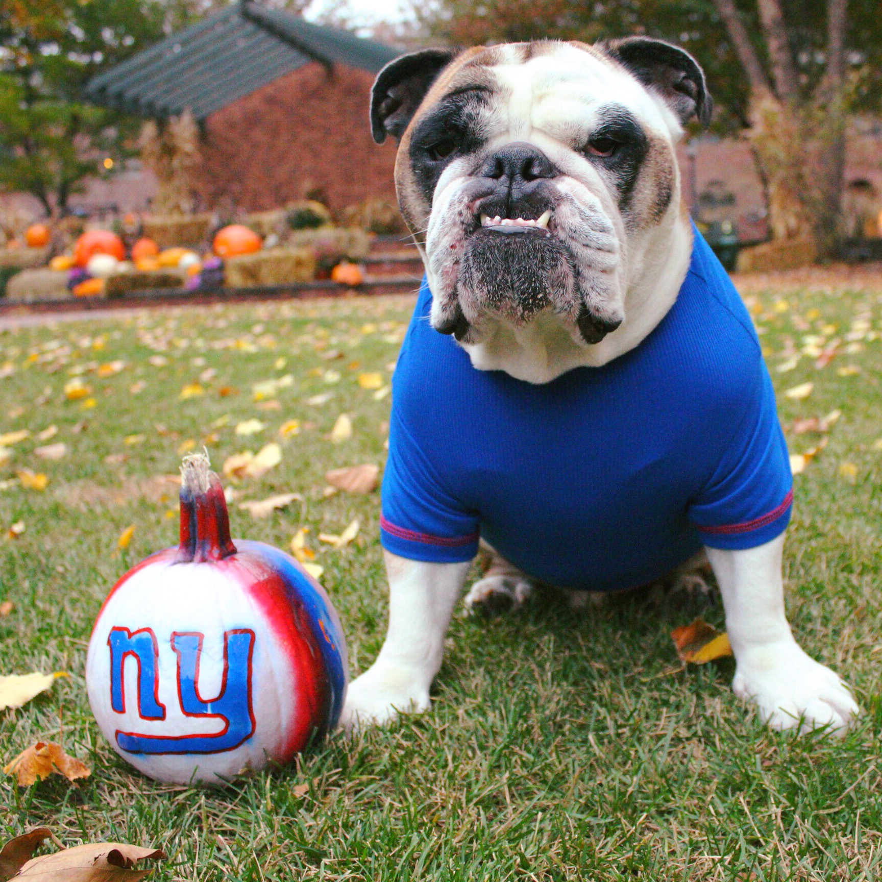 The Dogs of Hoboken Stanley {the English Bulldog}