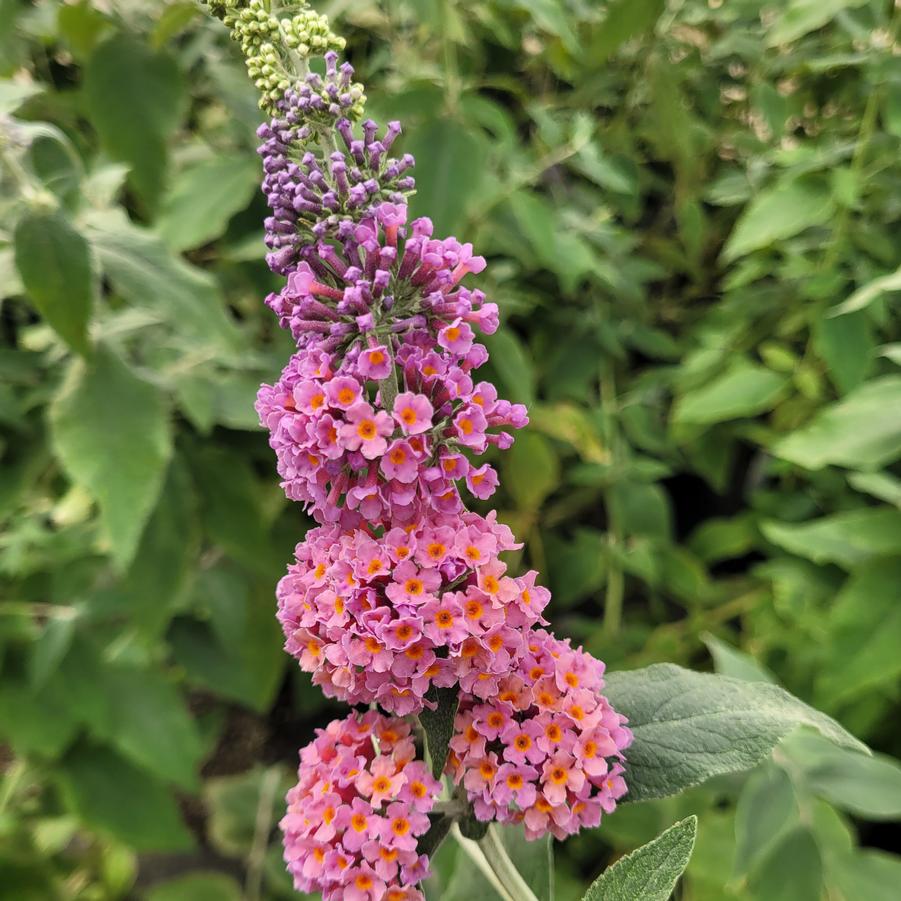 Buddleia 'Bicolor' Butterfly Bush from Hoffie Nursery