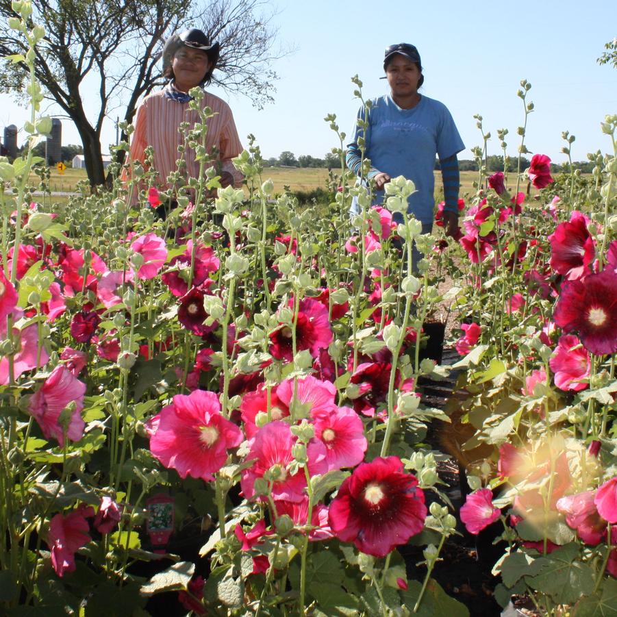 Alcea rosea 'Indian Spring' Hollyhock from Hoffie Nursery