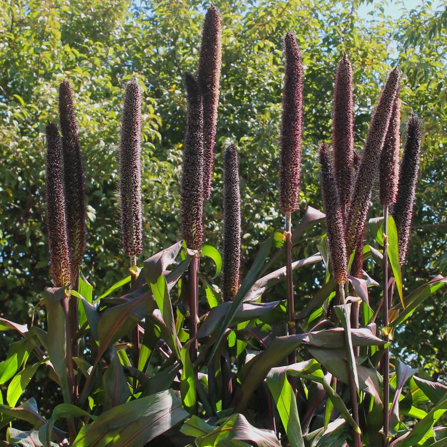 Millet 'Purple Baron' Pennisetum glaucum from Hoffie Nursery
