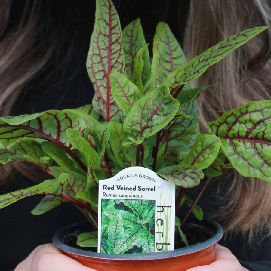 Sorrel 'Red Veined' Rumex sanguineus from Hoffie Nursery