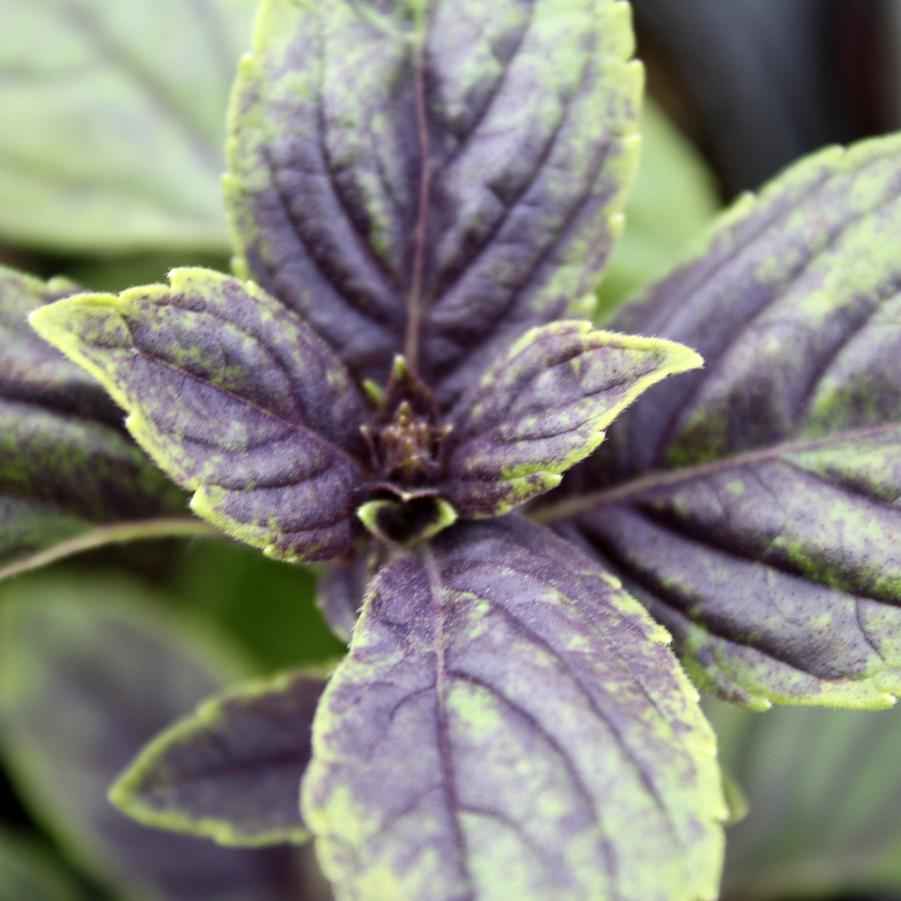Basil 'African Blue' Ocimum basilicum from Hoffie Nursery