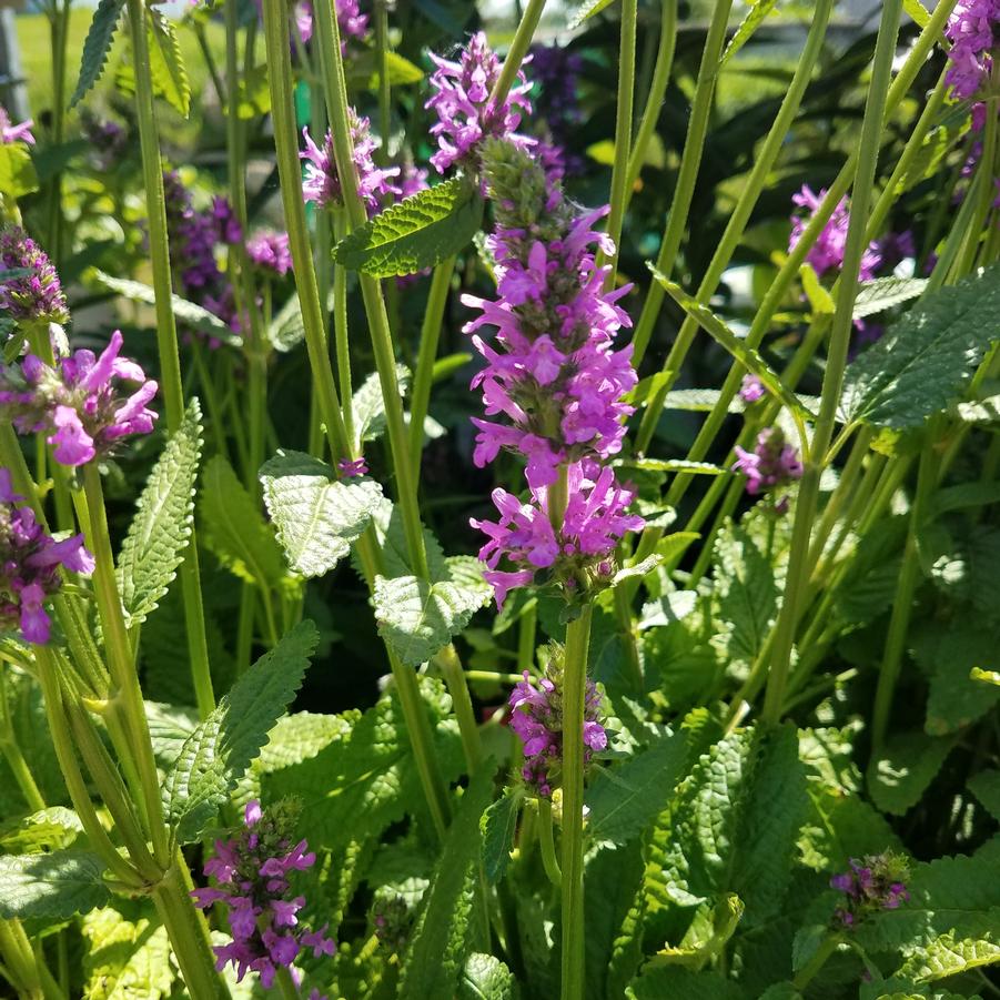 Stachys monieri 'Hummelo' Betony from Hoffie Nursery