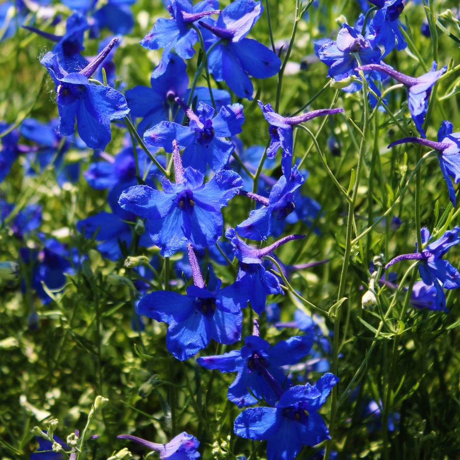 Delphinium grandiflorum 'Blue Butterfly' Larkspur from Hoffie Nursery