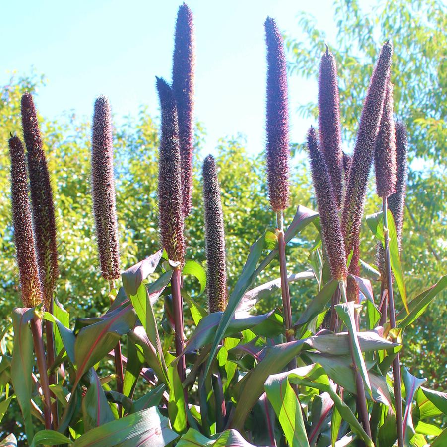Millet 'Purple Baron' Pennisetum glaucum from Hoffie Nursery