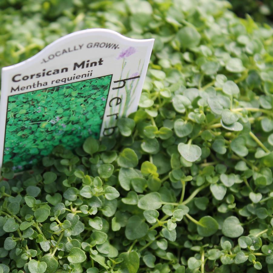 Mint, Corsican Mentha requienii from Hoffie Nursery