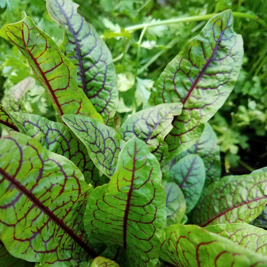 Sorrel 'Red Veined' Rumex sanguineus from Hoffie Nursery