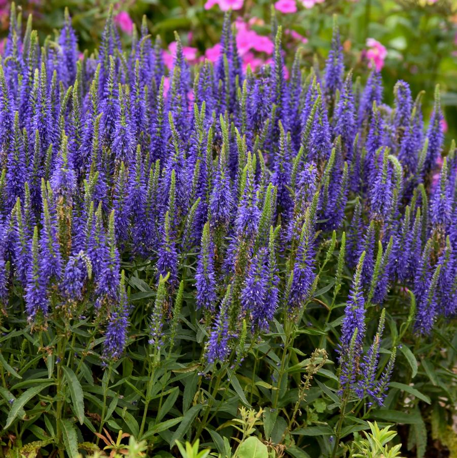 Veronica MAGIC SHOW® 'Wizard of Ahhs' Spike Speedwell from Hoffie Nursery