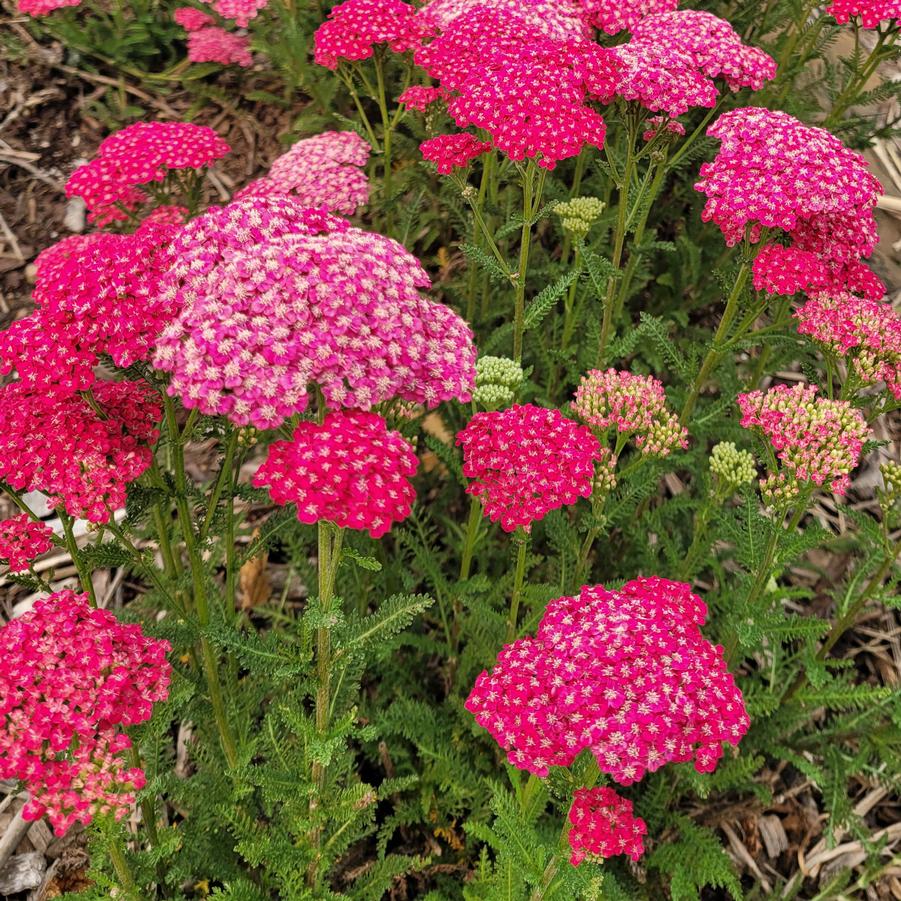 Achillea millefolium 'Saucy Seduction' Yarrow from Hoffie Nursery