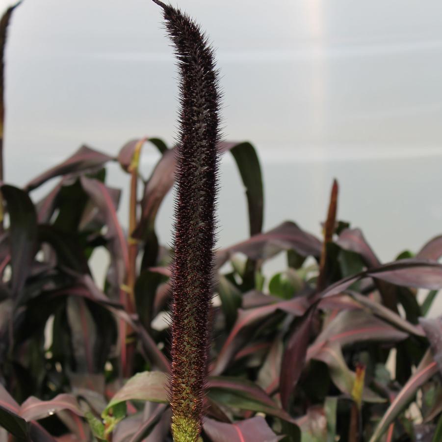 Millet 'Purple Baron' Pennisetum glaucum from Hoffie Nursery